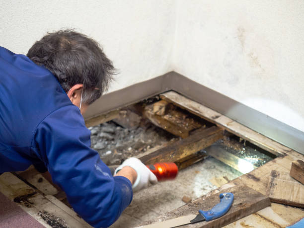 Best Office Mold Removal Services  in Kettering, OH
