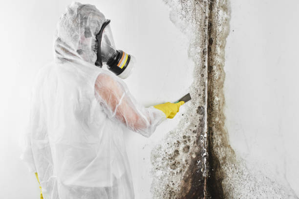 Best Mold Damage Repair  in Kettering, OH