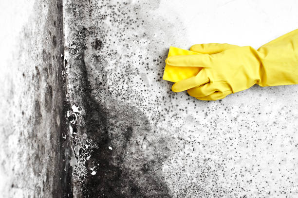 Best Toxic Mold Removal  in Kettering, OH