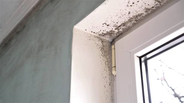 Best Fast Mold Removal  in Kettering, OH
