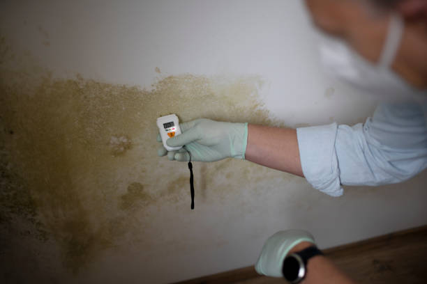 Professional Mold Removal in Kettering, OH