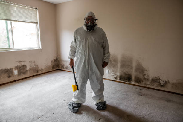 Attic Mold Removal in Kettering, OH