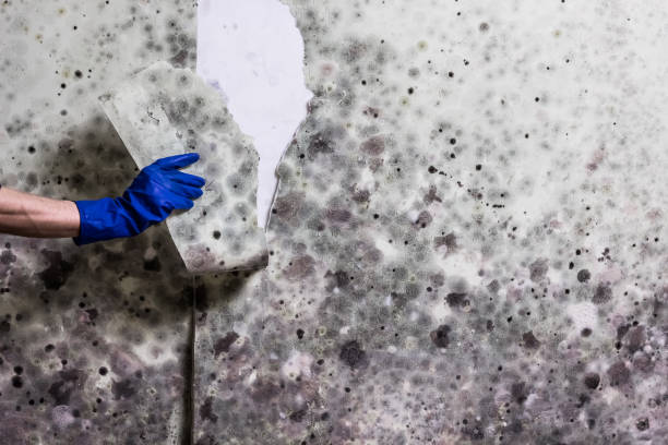 Crawl Space Mold Removal in Kettering, OH